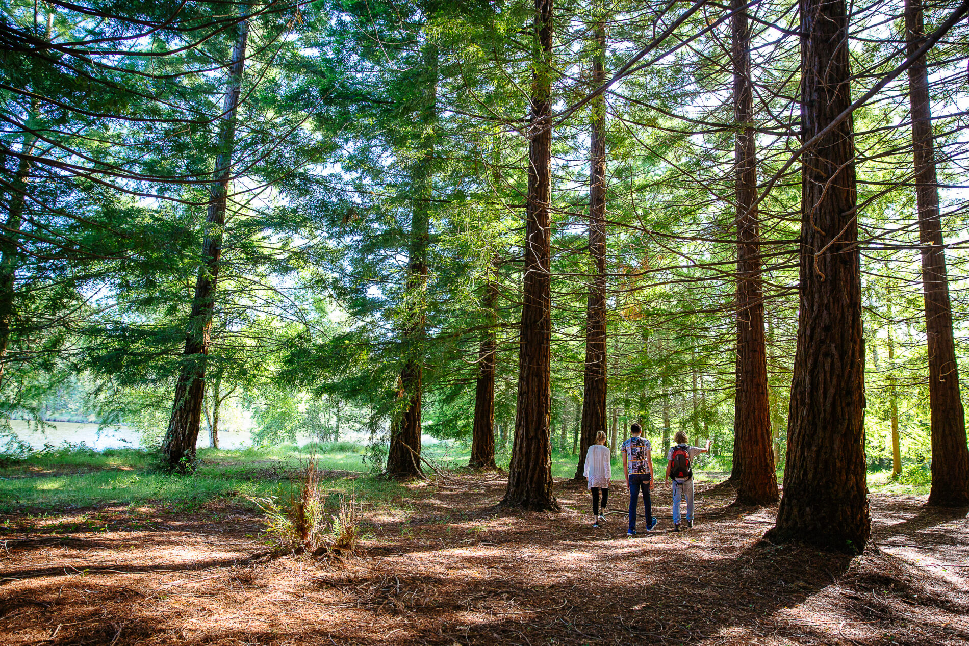 Parc Naturel Régional des Landes de Gascogne - Côté Sud Gironde